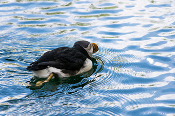 Papageientaucher im Wasser am schwimmen 