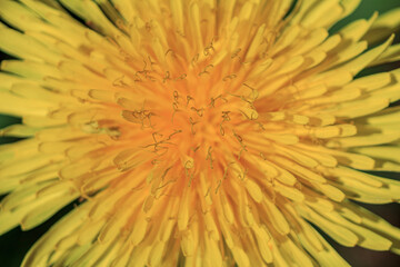 Yellow dandelion flower spring plant close up