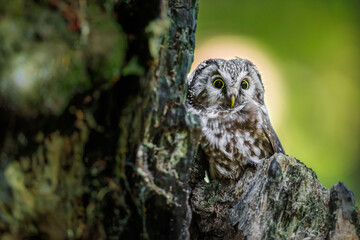 Close -up portrait of tiny brown owl with shining yellow eyes and a yellow beak in a beautiful natural environment. Boreal owl known also as Tengmalm‘s Owl or Richardson’s Owl, Aegolius funereus.
