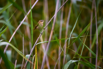 Sedge warbler bird, Acrocephalus schoenobaenus at Lubana lake, Latvia.
