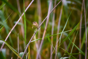 Sedge warbler bird, Acrocephalus schoenobaenus at Lubana lake, Latvia.