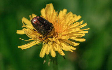 cockchafer bug eating pollen in dandelion