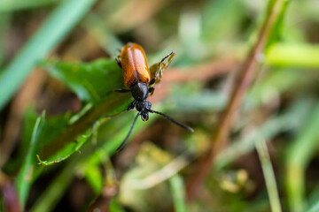Beetle on grass close up