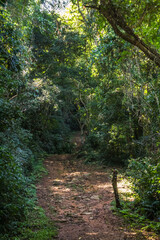 Fototapeta na wymiar Dirt road in the brazilian forest