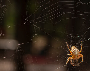 Araneus diadematus is commonly called the European garden or diadem spider, orangie, cross spider, crowned orb weaver or Web.