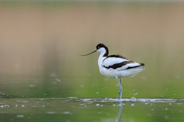 Close-up photo of a rare wader with a long thin beak curved upwards. Critically endangered species in natural environment. Czech Republic. Pied Avocet, Recurvirostra avosetta.