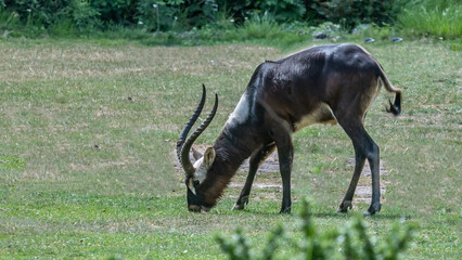 antilope au parc de la tête d'or à Lyon