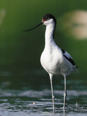 Close-up photo of a rare wader with a long thin beak curved upwards. Critically endangered species in natural environment. Czech Republic. Pied Avocet, Recurvirostra avosetta.