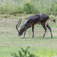 antilope au parc de la tête d'or à Lyon