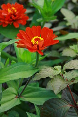 Duas flores vermelhas em jardim.