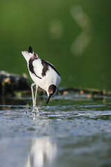 Close-up photo of a rare wader with a long thin beak curved upwards. Critically endangered species in natural environment. Czech Republic. Pied Avocet, Recurvirostra avosetta.