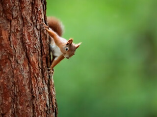 Close-up portrait of red squirrel in natural environment. Eurasian red squirrel, Sciurus vulgaris.