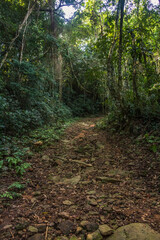 Fototapeta premium Dirt road in the brazilian forest