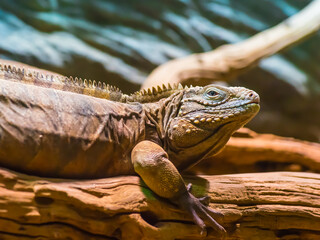 Lizard sitting on the tree close. Portrait of a lizard, which is posing