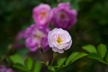 White and pink roses