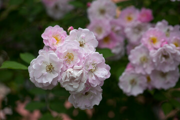bunch of white and light pink roses blossoming in summer