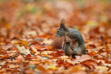 Close-up portrait of red squirrel in natural environment. Eurasian red squirrel, Sciurus vulgaris.
