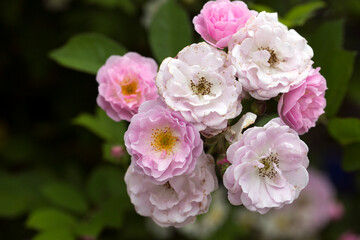 Fototapeta na wymiar bunch of white and light pink roses blossoming in summer