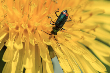 Green bug in yellow dandelion pollen