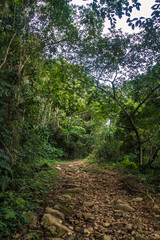 Dirt road in the brazilian forest