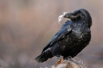 Close-up portrait of black raven eats a hare, Common Raven, Corvus corax.