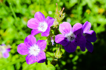 fiori selvatici di montagna