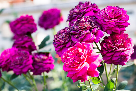group of half withered roses in magenta colour 