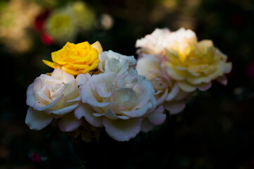 Group of roses in colours of yellow or pink/white close up under macro lense