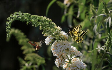 The Old World swallowtail, also known as the common yellow swallowtail and the broad-bordered bee hawk-moth together on flowering summer lilac (butterfly bush). Papilio machaon, Hemaris fuciformis.