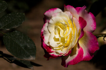 rose with yellow colour as base and pink in the edge