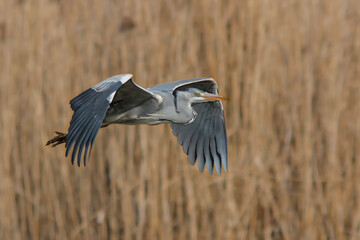 Close-up photo of grey heron flying on neutral bacground of the reeds. Grey Heron, Adrea cinerea.