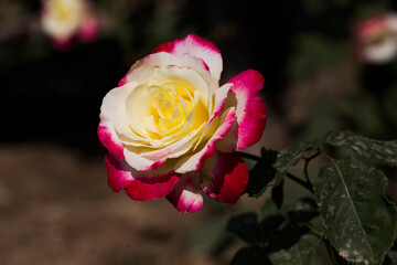 rose with yellow colour as base and pink in the edge