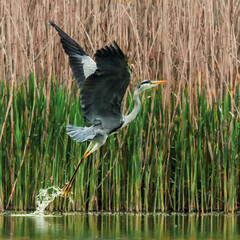 Close-up photo of grey heron taking off from the surface of a lake on a background of reeds. Grey Heron, Adrea cinerea.