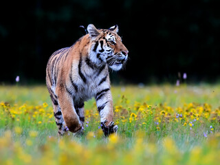 The largest cat in the world, Siberian tiger, Panthera Tigris altaica, running across a meadow full...