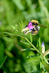 macro image of a bee bumblebee collecting pollen from purple flower in the meadow close-up