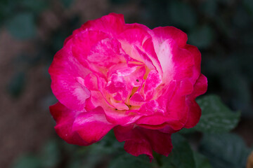 white base and red edge coloured roses