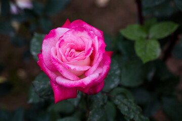 white base and red edge coloured roses