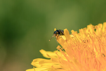 Green bug in yellow dandelion pollen