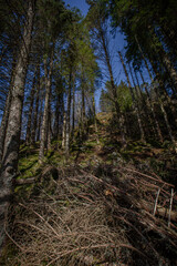 North pine tree forest in shiny spring day seen upright