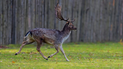 Close-up photo of majestic deer during the rut. Fallow deer, Dama dama. Czech Republic.