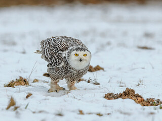 Close-up portrait of a great strong white owl with huge yellow eyes. Snowy Owl, Bubo scandiacus.