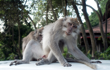 macaques in a monkey forest in Bali..