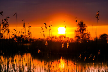 Very beautiful landscape on the lake. in the foreground are reeds and grass, in the background is a scarlet sunset.