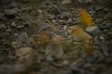Steiniger Untergrund mit Asche und gelben Blüten in Unschärfe
