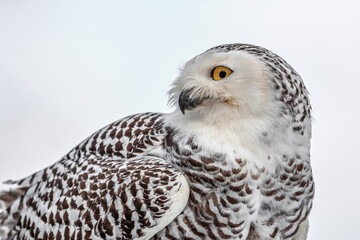 Close-up portrait of a great strong white owl with huge yellow eyes. Snowy Owl, Bubo scandiacus.