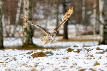 A huge, strong, blonde owl with huge orange eyes flying directly to the photographer on a white snowy trees background. Eurasian Eagle Owl, Bubo bubo sibiricus