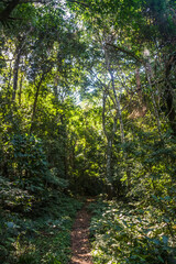 Dirt road in the brazilian forest