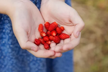Fotobehang a little girl holds new strawberries crop in her palm © Albert Ziganshin