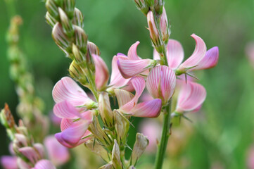 Fototapeta premium In the meadow among the herbs blooms sainfoin (onobrychis).