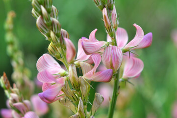 In the meadow among the herbs blooms sainfoin (onobrychis).